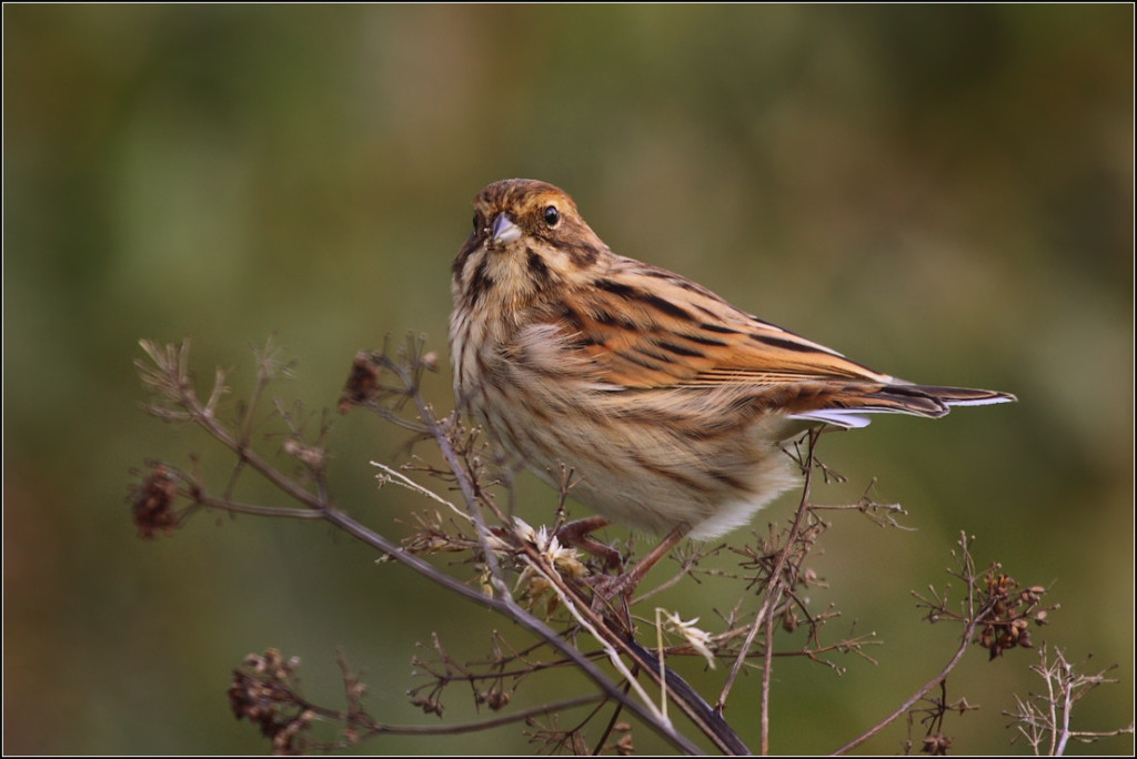 Самка камышовой овсянки Emberiza schoeniclus