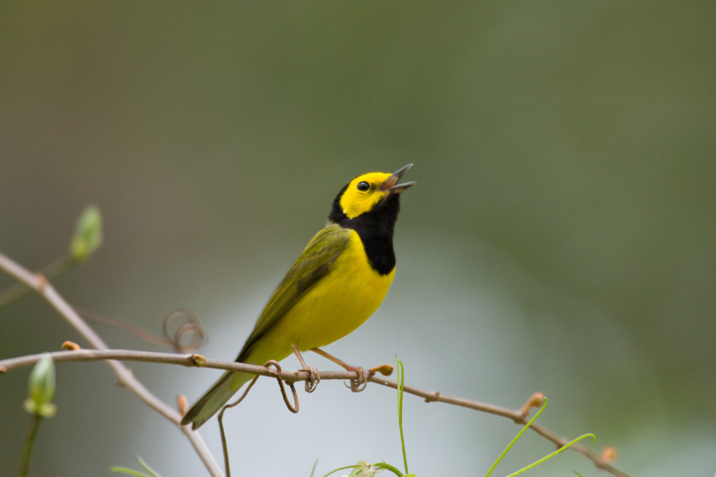 Капюшонная вильсония Wilsonia citrina