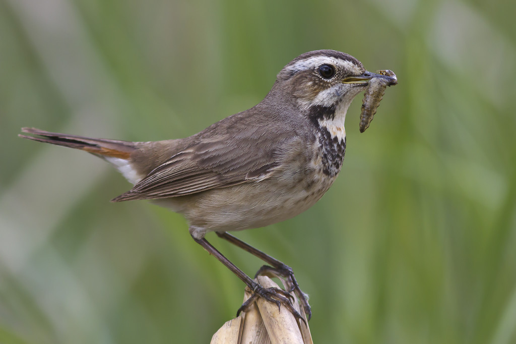 Самка варакушки Luscinia svecica