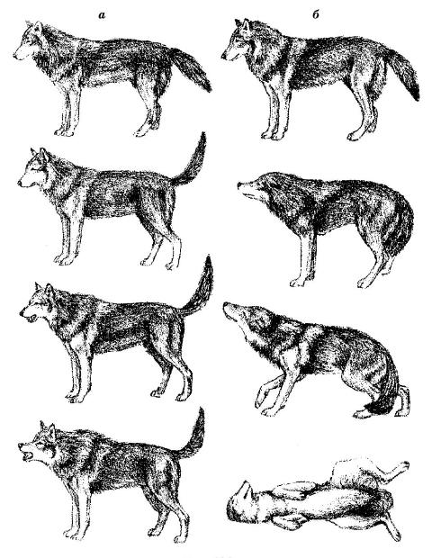 Разные уровни доминирования (а) и подчинения (б) у волков (Canis lupus) (по Иванову, 2007).