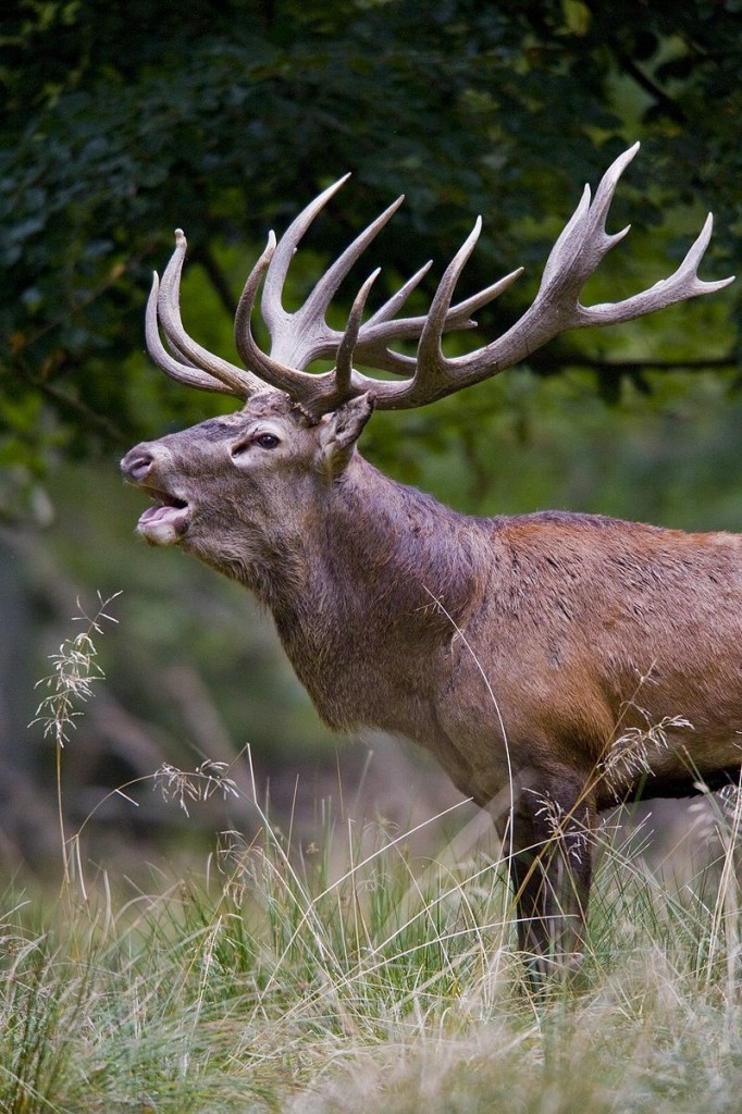 Благородный олень Cervus elaphus, самец