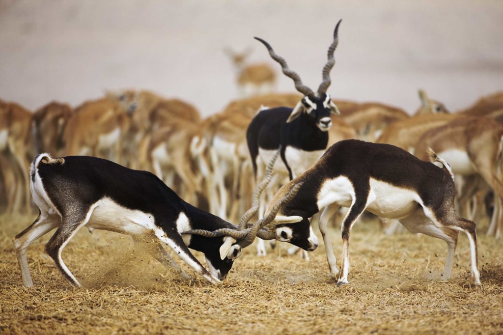 Антилопа гарна Antilope cervicapra