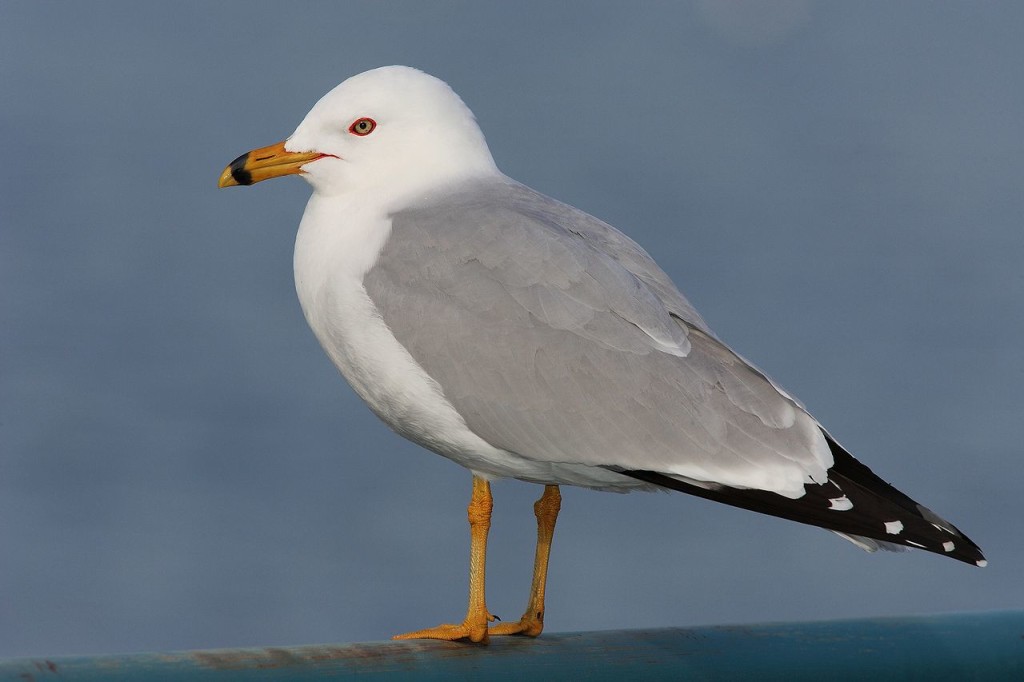 Кольцеклювая чайка Larus delawarensis