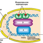 Что такое «ген»?