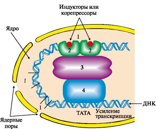 Адаптивная регуляция транскрипции генов у эукариот