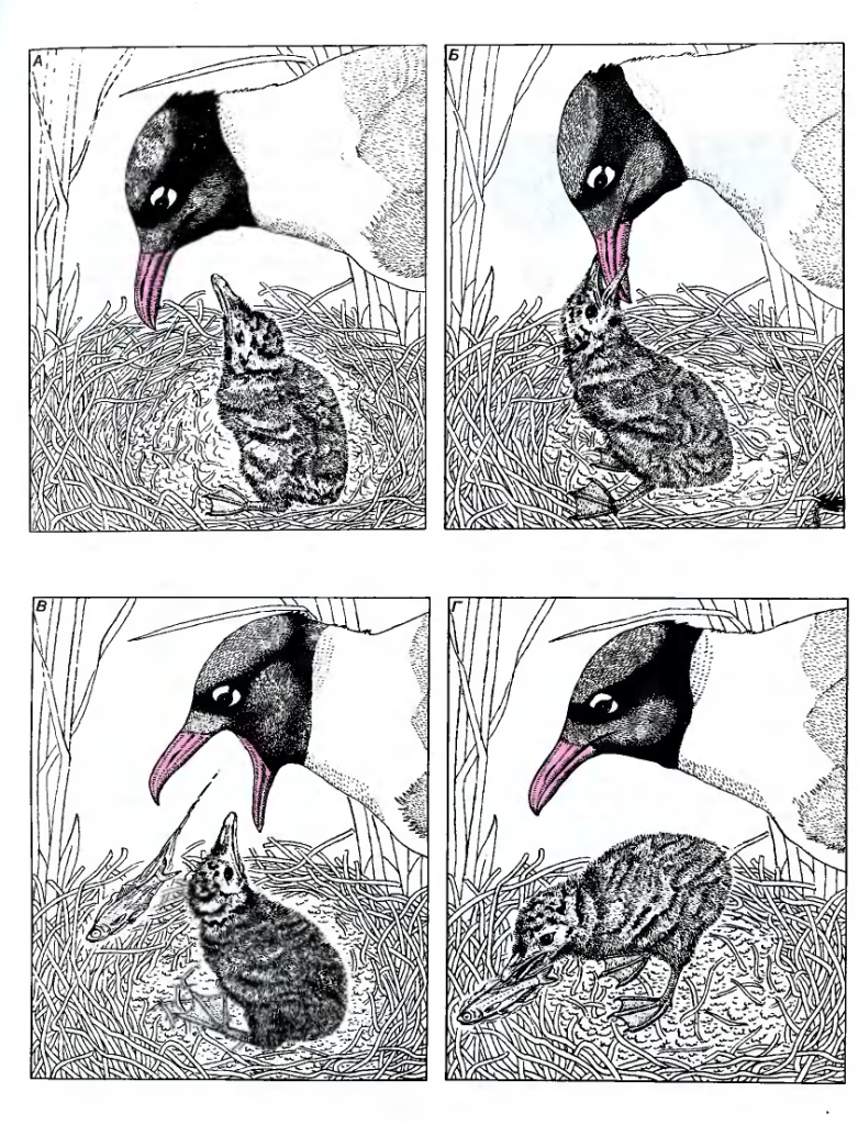  Рис. 112. Нормальное пищевое поведение птенца смеющейся чайки включает два различных, но сходных типа клевков. На рисунках изображен птенец в возрасте около трех дней, у которого формирование пищевой реакции в основном завершено. Когда взрослая птица опускает голову (А), птенец точно нацеленным и хорошо скоординированным клевком хватает клюв родителя (Б) и тянет его вниз. После этого взрослая птица отрыгивает частично переваренную пищу на дно гнезда (В). и птенец начинает клевками поедать ее (Г).
