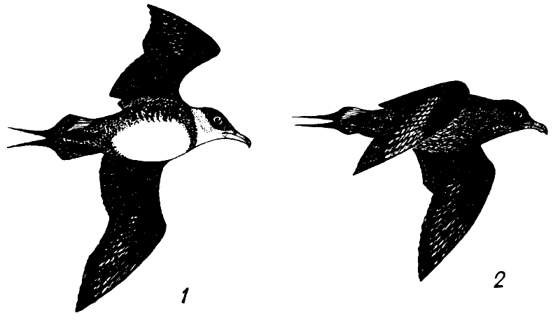 Короткохвостый поморник. Светлая (1) и темная (2) морфы. Из: В.П.Шунтов. Трудная профессия альбатроса