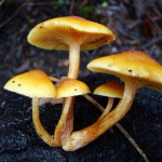 Как грибочки стали волшебными