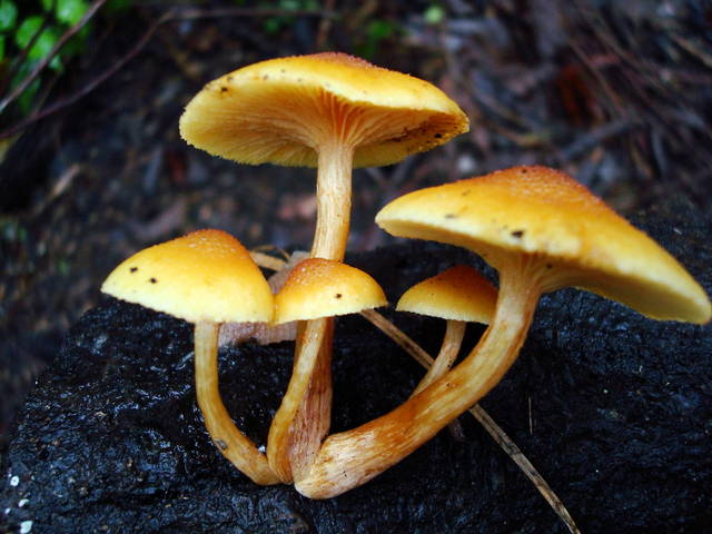 Gymnophilus luteoviridis, один из галлоциногеновых грибов 