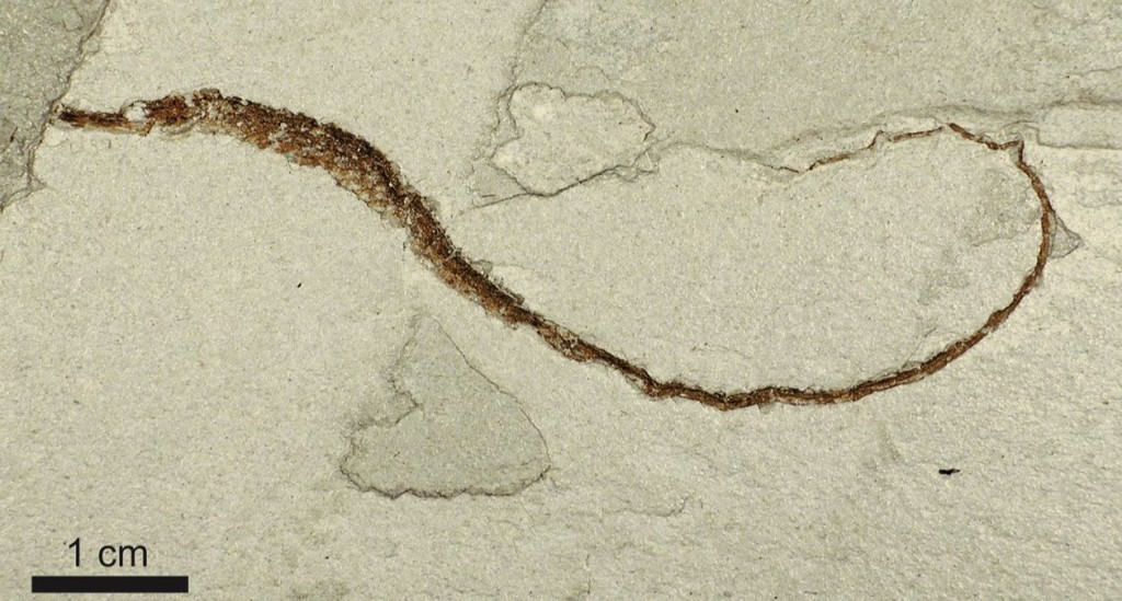 Ископаемый иглоконек Hippohaliichthys edis