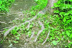 На тропинках почва уплотняется и обнажившиеся корни деревьев страдают от механических повреждений.