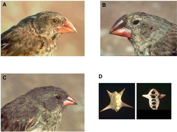a_beak_size_locus_in_darwin_finches_facilitated_character_displacement_1_600