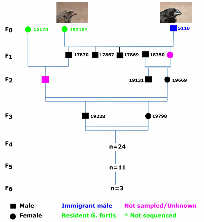 Рис. 3. Генеалогия «больших птиц» от отца-основателя (5110) и его супруги (15210) до потомков в шестом поколении (F6). Квадратами обозначены самцы, кругами — самки. Рисунок из обсуждаемой статьи в Science