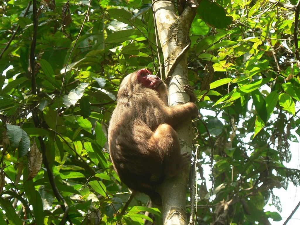 медвежий макак Macaca arctoides