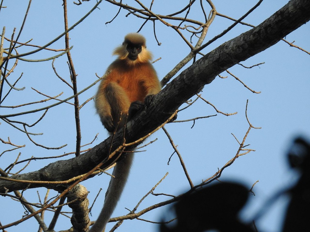 хохлатый лангур Trachypithecus pileatus