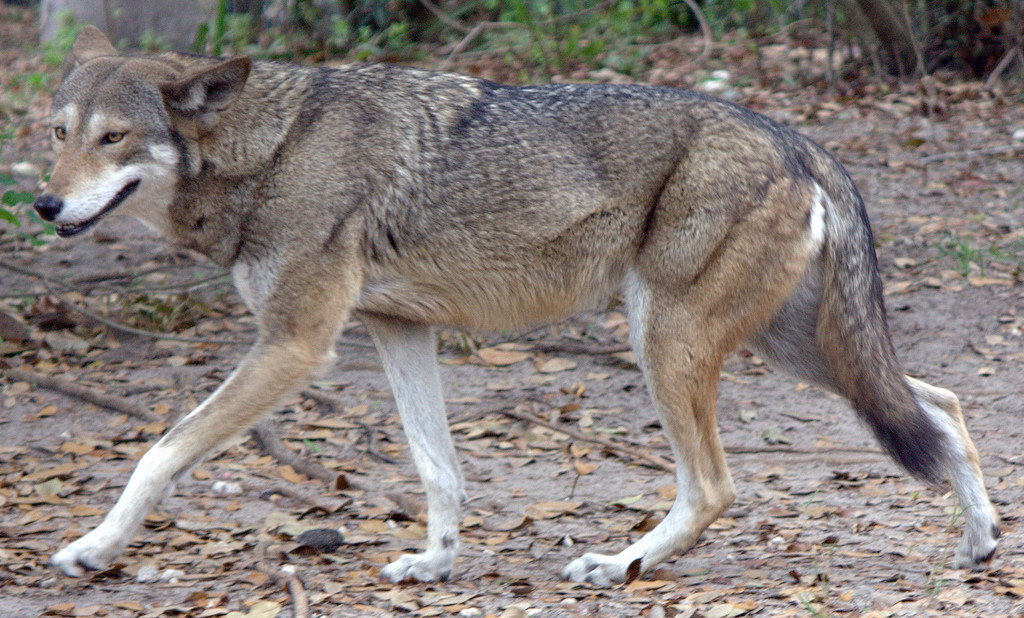 Рыжий волк Canis rufus