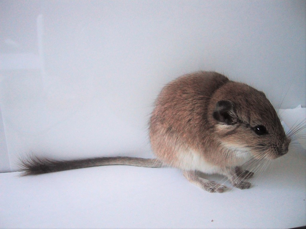 Красная вискашевая крыса Tympanoctomys barrerae