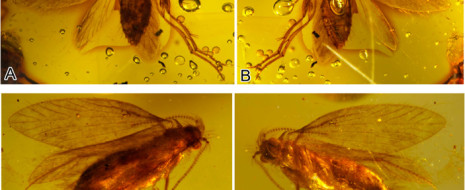 Палеонтологам удалось открыть новый источник информации об эволюции чешуекрылых (Lepidoptera) — изолированные крыловые чешуйки, сохранившиеся в толще осадочных пород. Изучив буровые...