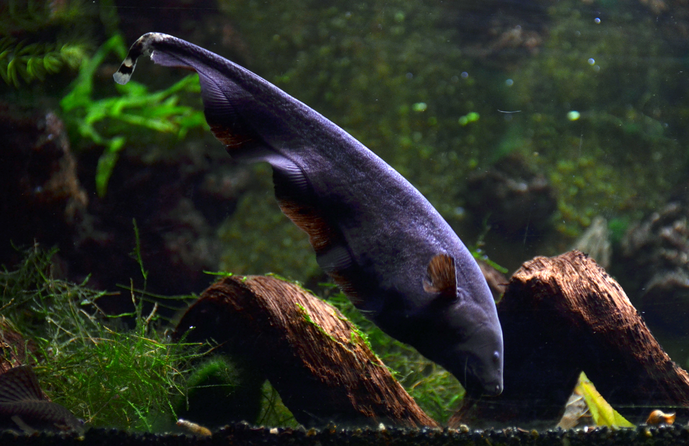 Apteronotus albifrons
