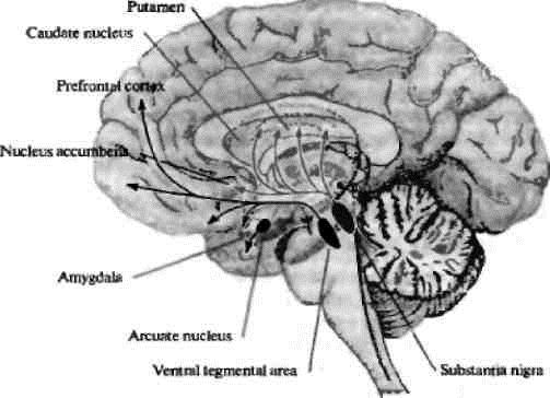 Рис. 2. Дофаминергические пути в мозге человека (Николлс Дж.Г. и др., 2008) [2]