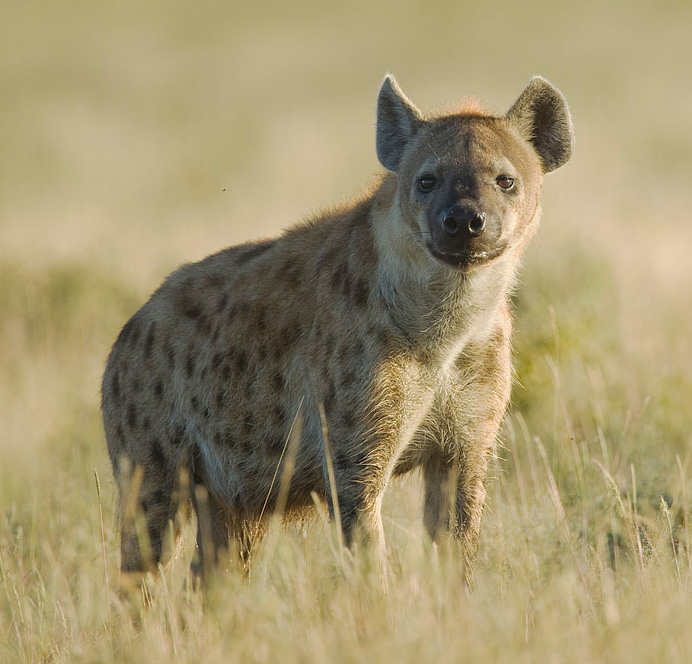 2011-Spotted_Hyena