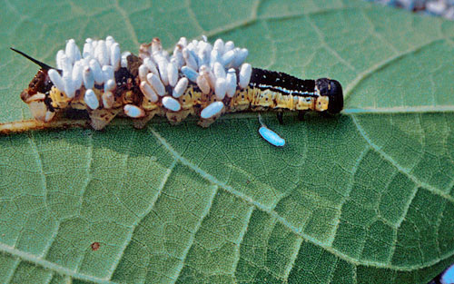 Личинки наездника Cotesia congregata окуклились на выеденной ими изнутри гусенице бабочки Ceratomia catalpae. Фото с сайта www.marietta.edu
