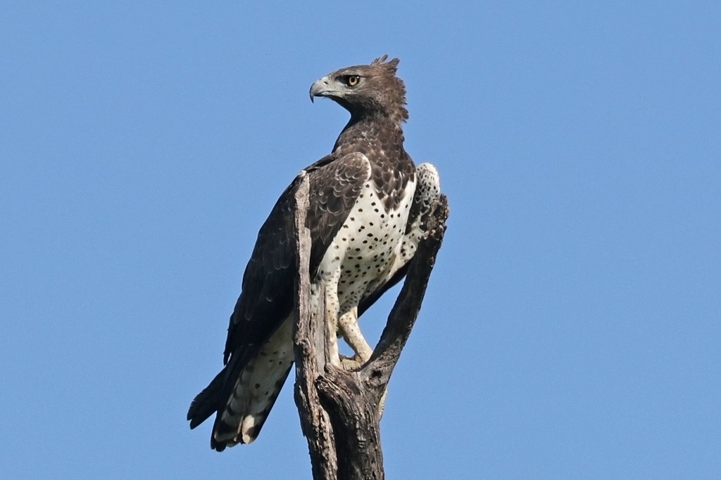 Боевой орёл или марвин Polemaetus_bellicosus