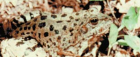 Ещё пример быстрой эволюции. Столкнувшись с засухой, следовавшей за антропогенной трансформацией лесных склонов в низкогорьях Западного Кавказа, малая популяция озерных лягушек Pelophylax ridibundus не только освоила лесные местообитания, но и вытеснила оттуда аборигенов – более адаптированных кавказских жаб Bufo verucosissima (но не куда...