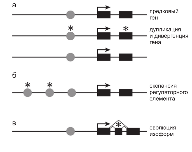 Рис. 1. Различные формы эволюции увеличивают разнообразие функционирования генов и миними- зируют плейотропность. Функция предкового гена с простой структурой, состо- ящей из цис-регуляторного элемента (кружки) и двух экзонов (прямоугольники), может быть расширена и мо- дифицирована несколькими путями. а – дупликация гена с последующими мутациями (звездочки) в кодирующих или регуляторных последовательностях изначально идентич- ных паралогов приводит к возникновению генов, которые могут экспрессироваться разными способами, или белков с различными функциями при сохранении исходной фун- кции; б – увеличение числа цис-регуляторных элементов любым из возможных способов (транспозиция, пере- стройка, дупликация, точечная мутация) может привести к расширению набора тканей, в которых данный ген будет активен при сохранении исходной функции; в – эволюция нового экзона и сайтов сплайсинга создает потенциальную возможность появления альтернативных форм белка. Мутации в альтернативных экзонах (звездочки) могут и не затрагивать исходную функцию белка.