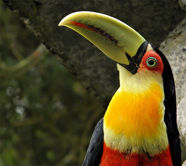 Тукан Ramphastos dicolorus, способный потреблять крупные плоды пальмы E. edulis, сохранился только в немногих ненарушенных местообитаниях. Фото Ricardo Venerando с сайта www.flickr.com/photos/venerando/6006399811