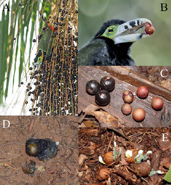 A — плоды пальмы Euterpe edulis. B — туканет Selenidera maculirostris с семенем пальмы в клюве. Поедая мякоть плода, птицы отрыгивают семена (в некоторых случаях они проходят через кишечник). C — на земле видны отрыгнутые семена и плоды, которые не удалось унести (заметны следы от клюва птиц с небольшой глоткой). D — семена в экскрементах птиц (Penelope superciliaris). E — упавшие плоды и семена подвергаются воздействию патогенных грибов, а также поедаются животными. Фотографии разных авторов, смонтированные воедино, из дополнительных материалов к обсуждаемой статье в Science