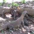 Пищевая экология комодского варана исторически стала объектом многочисленных заблуждений, во многом связанных с предвзятым отношением к «рептилиям» со стороны наиболее ...