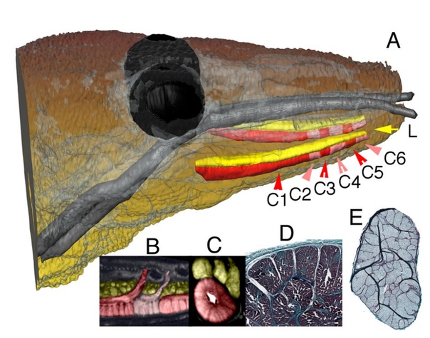 Ядовитый аппарат комодского варана по Fry et al. (2008).