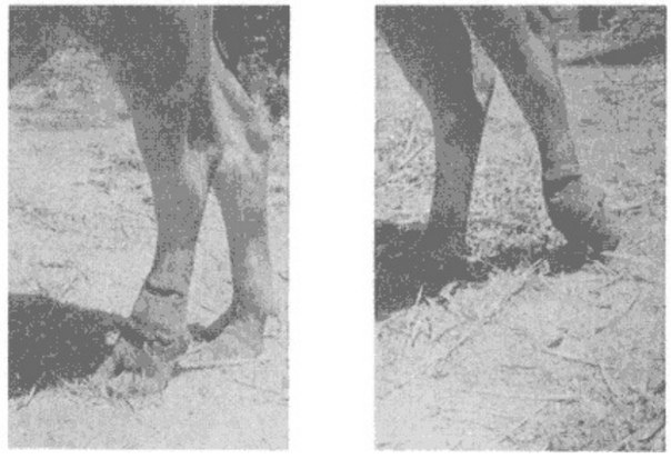 320 кг самка буйвола, покусанная 2.8 метровым вараном. Pl. 8. из Auffenberg (1981).