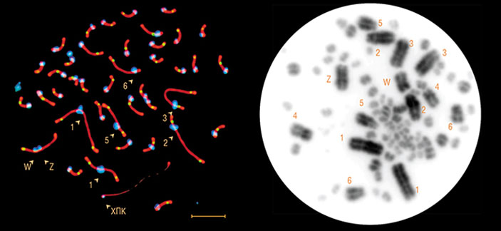 Мейотическая клетка самки ласточки-береговушки (слева) содержит большую «лишнюю» хромосому (ХПК), которой нет в ее соматических клетках (справа). Цифрами обозначены шесть первых макрохромосом в порядке уменьшения размера, буквами Z и W — половые хромосомы. Фото Е. Башевой