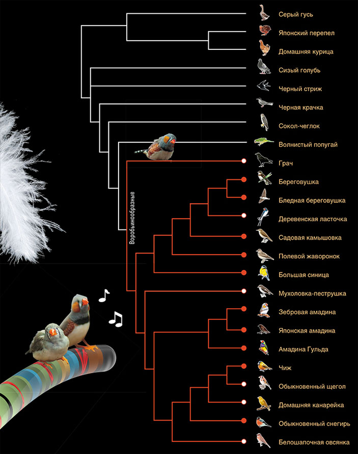 У всех исследованных певчих птиц (отмечены красным) есть ХПК. У одних видов она большая (закрашенный кружок), у других — маленькая (незакрашенный кружок), но есть у всех. Ни у одной исследованной птицы за пределами отряда воробьинообразных (кружок отсутствует) ХПК нет