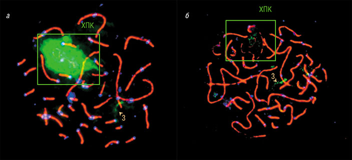 С ХПК зебровой амадины хорошо гибридизуется меченный зеленым флуорохромом ДНК-зонд, сделанный на ее же хромосому (а). И гораздо хуже — зонд на ХПК японской амадины (б). Чем больше эволюционная дистанция между видами, тем ниже сходство между их ХПК и, соответственно, процент гибридизации. Зонд гибридизуется не только с ХПК, но и с отдельными районами хромосом основного набора, где имеются исходные копии последовательностей, находящихся в ХПК (например, на 3-й хромосоме). Фото К. Задесенец и Т. Карамышевой