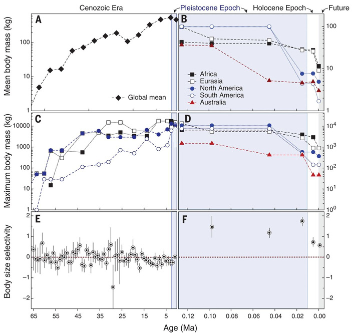 Рис. 3. Изменение размеров млекопитающих в течение кайнозоя. В каждой паре графиков слева показан весь кайнозой (от 66 млн лет назад до настоящего времени), справа — поздний плейстоцен и голоцен (от 125 000 лет до ближайшего будущего). По горизонтальной оси — время в млн лет назад. Первая пара графиков (A, B) — средняя масса тела, вторая (C, D) — максимальная масса тела, третья (E, F) — избирательность вымирания по размеру (как на рис. 1). Изображение из обсуждаемой статьи в Science