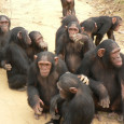 Социобиологическое объяснение, почему самки шимпанзе кричат во время секса (мол, вопит, чтобы монополизировать самца и снизить конкуренцию со стороны прочих самок, а также "объявить" о своей фертильности прочим самцам, чтобы они все спарились с ней, и в ней происходила конкуренция спермы, с...