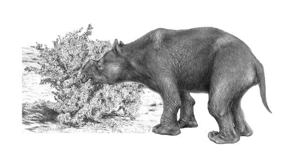 Самое крупное существовавшее на Земле сумчатое — дипротодон (Diprotodon optatum). Будучи размером с носорога, этот зверь на самом деле является родственником вомбата и коалы. Дипротодоны были полностью истреблены древними охотниками. Изображение с сайта www.physorg.com