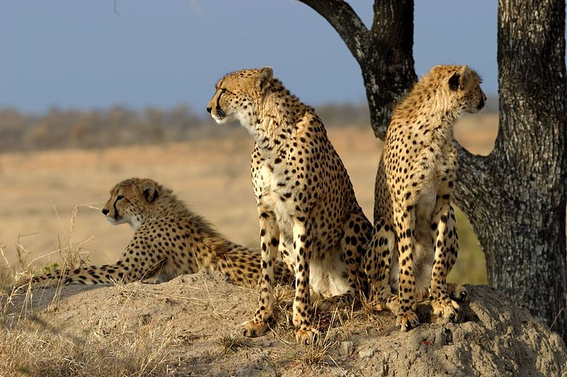 Группа гепардов в резервате Sabi Sand Game в ЮАР