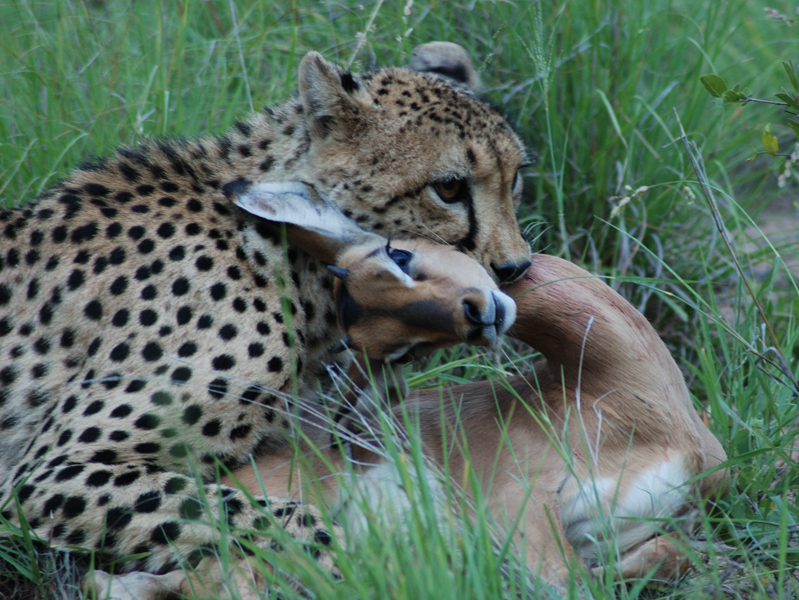 Южноафриканский гепард задушил импалу укусом в горло в Тимбавати