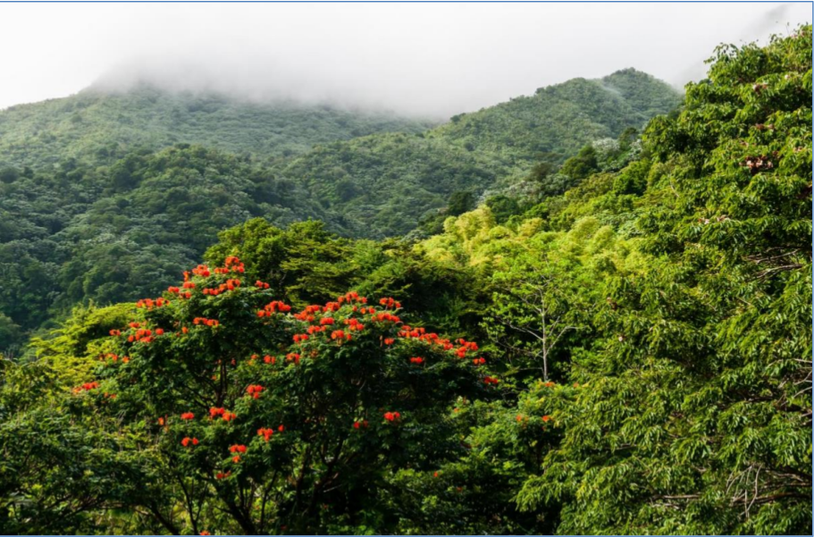 Дождевой лес хребта Лукильо (Luquillo Mountain Range) в Пуэрто-Рико. Фото с www.tripadvisor.ru