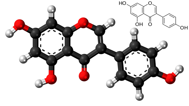 Рисунок 10. Атомная модель и химическая структура фитоэстрогена генистеина «Википедия»