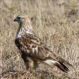 Наблюдения за гнездованием зимняков (Buteo lagopus) проводились в окрестностях бухты Медуза (73°21’ с.ш., 80°32’ в.д.) Диксонского района Таймырского Долгано-ненецкого...