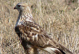 Наблюдения за гнездованием зимняков (Buteo lagopus) проводились в окрестностях бухты Медуза (73°21’ с.ш., 80°32’ в.д.) Диксонского района Таймырского Долгано-ненецкого...