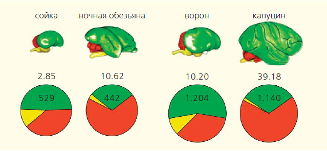 Сравнение мозга врановых (сойки и ворона) и млекопитающих (ночной обезьяны и капуцина) по количеству нейронов (в млн, указано на диаграммах) [9]. Зеленый цвет соответствует конечному мозгу, красный — мозжечку, желтый — остальным отделам головного мозга. Интересно, что в мозге этих умных птиц количество нейронов сравнимо или превышает число нейронов приматов, хотя мозг последних гораздо больше (под схемами указана масса конечного мозга в граммах)
