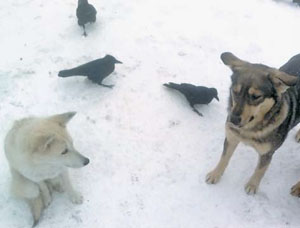 Собаки и вороны в ожидании человека, приносящего корм. Фото Т. А. Обозовой