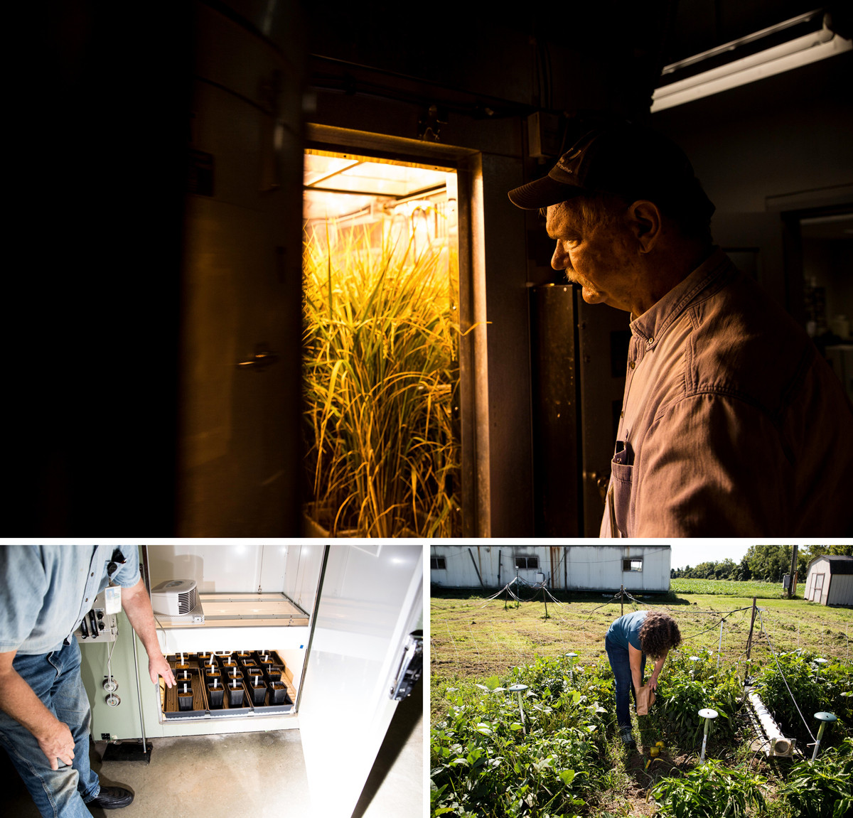 Lewis Ziska, a plant physiologist with the U.S. Department of Agriculture, examines rice growing in his laboratory in Beltsville, Md. Ziska and his colleagues are conducting experiments to find out how rising carbon dioxide levels affect the nutrient profile of plants. Plant physiologist Julie Wolf harvests peppers to study changes in vitamin C, lower right.
