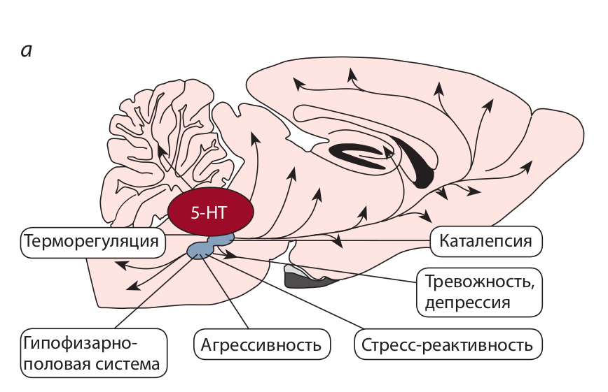 Серотонин (5-НТ) мозга и коррелятивные признаки доместикации. а – полифункциональность серотонина мозга; б – влияние селекции по агрессивному поведению на серотониновую систему, агрессивность и серотонин-зависимые нейроэндокринные системы – гипоталамо-гипо- физарно-надпочечниковую (стрессорная реактивность) и гипоталамо- гипофизарно-половую.